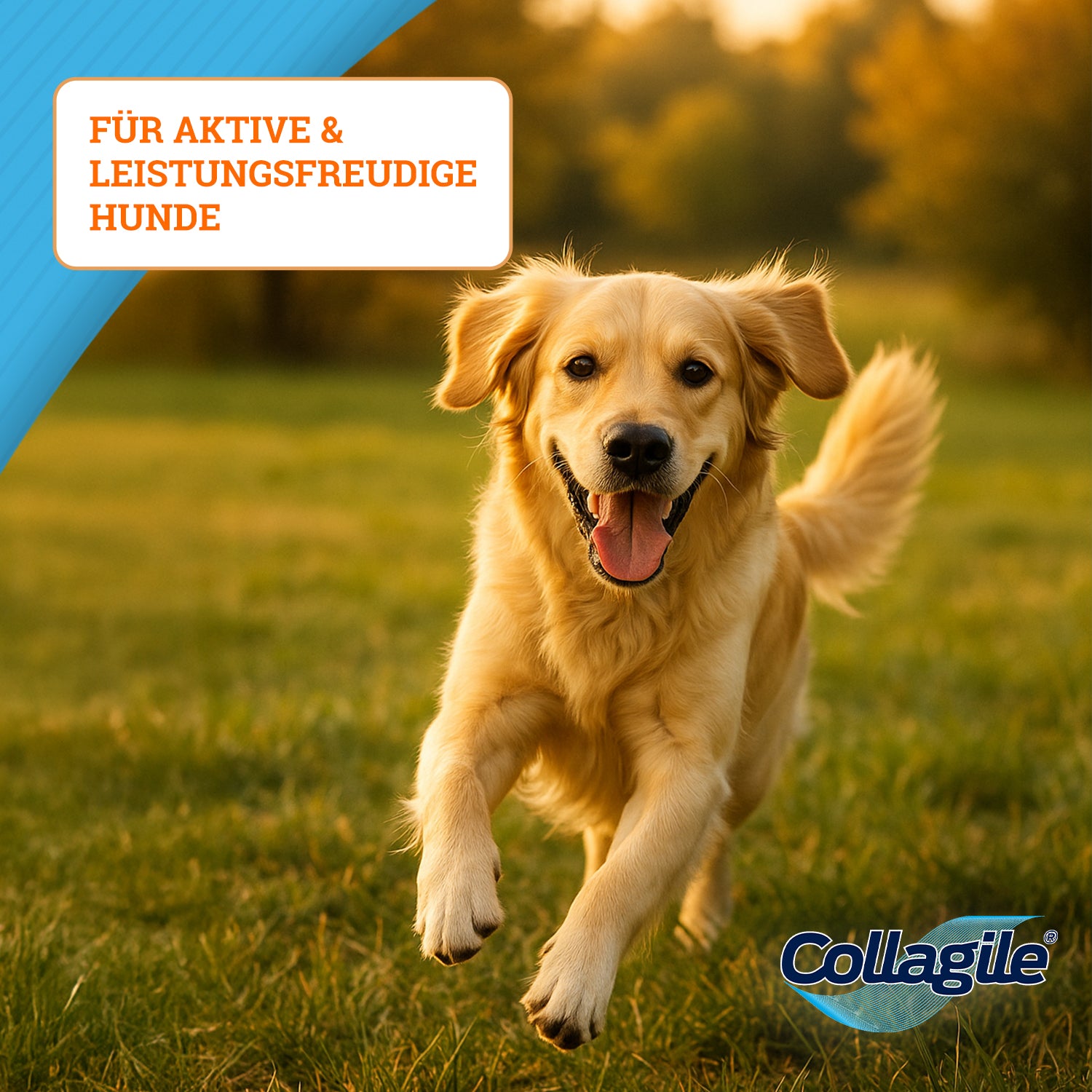 Collagile® dog - 225g